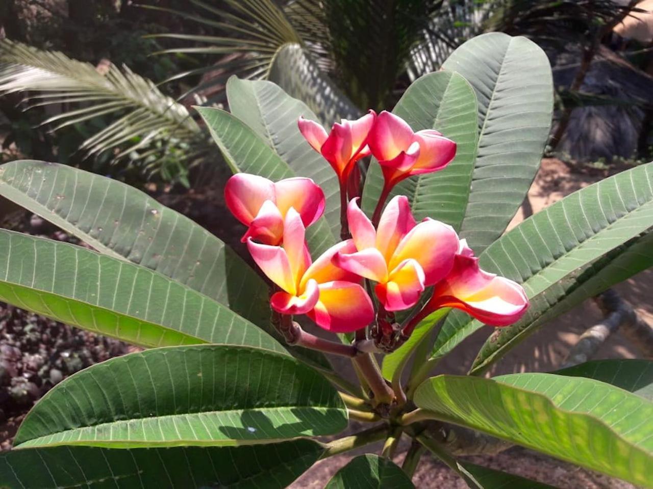 Blue Lagoon Resort Goa Cola Luaran gambar